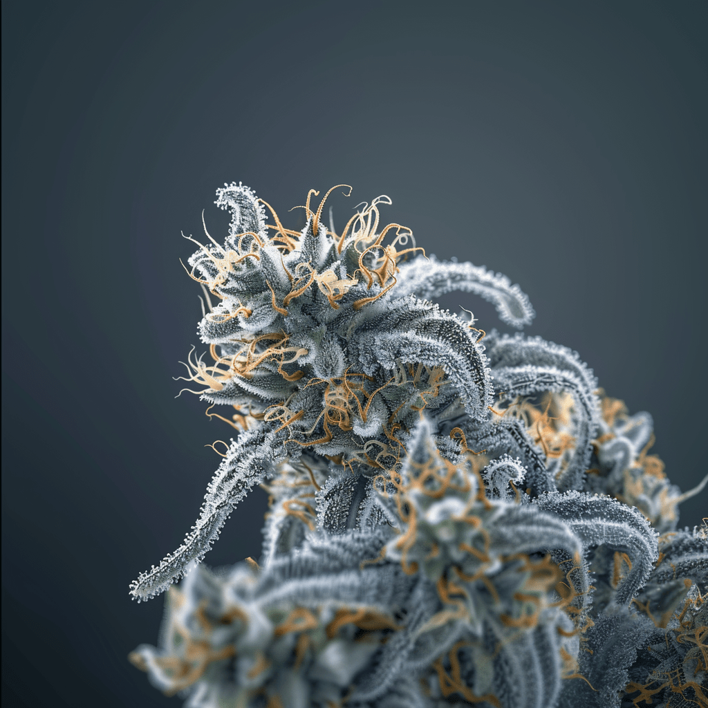 THC-Samen von PURPLE GROWS