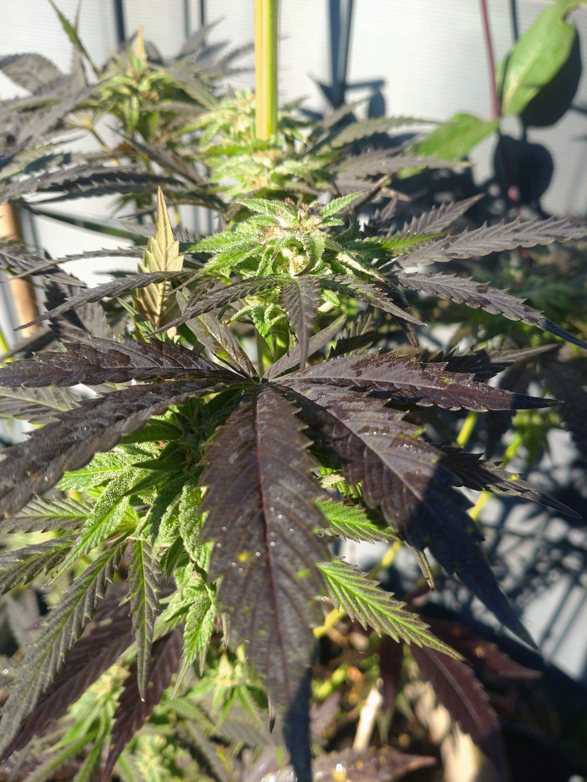 Nicole Kush Cannabispflanze Nicole Kush Cannabispflanze