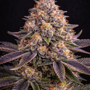 Permanent Marker x Spritzer THC-Samen-Blüte