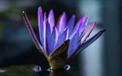 Blauer Lotus – Herkunft, Geschichte und Bedeutung der mystischen Wasserpflanze