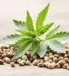 cannabis_samen cannabis_samen