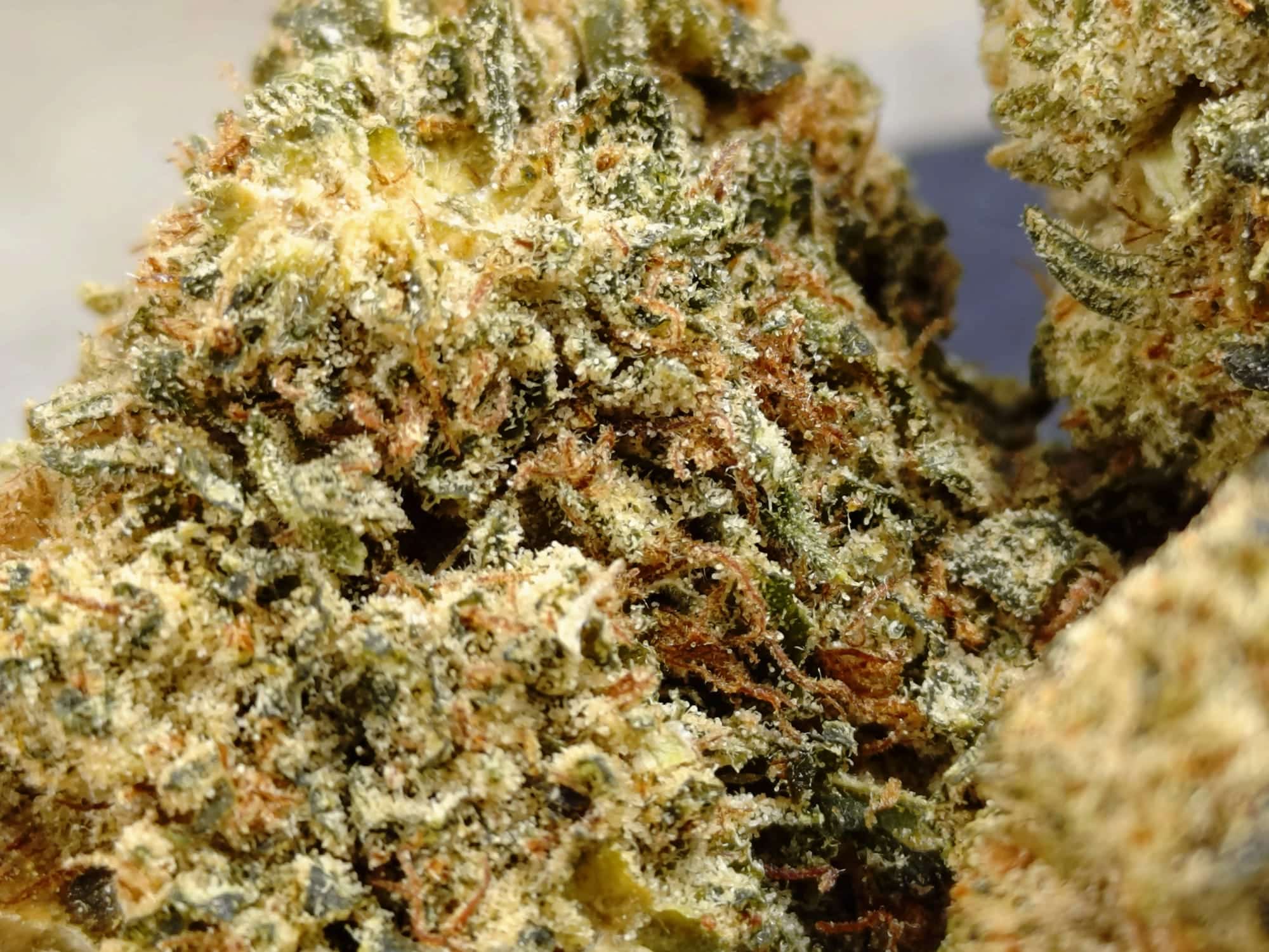 Tropical_Fruit_Superior_THCX